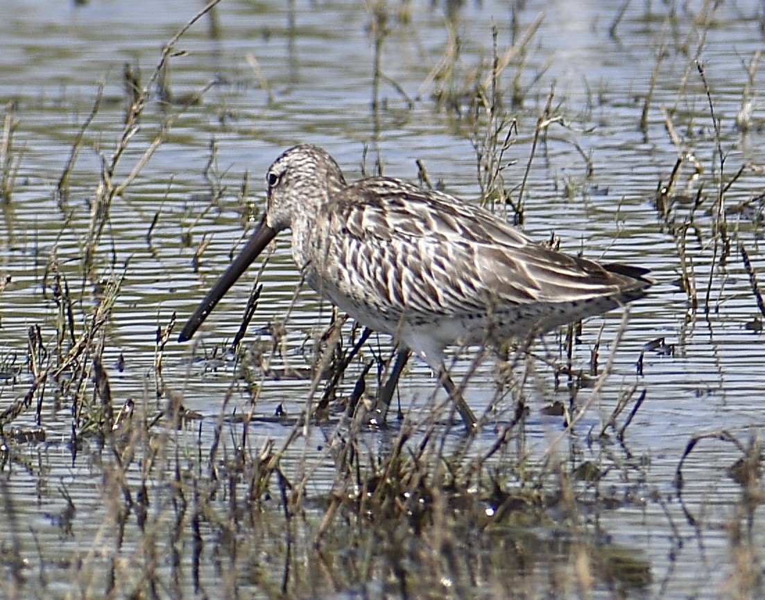 Asian Dowitcher - ML609393576