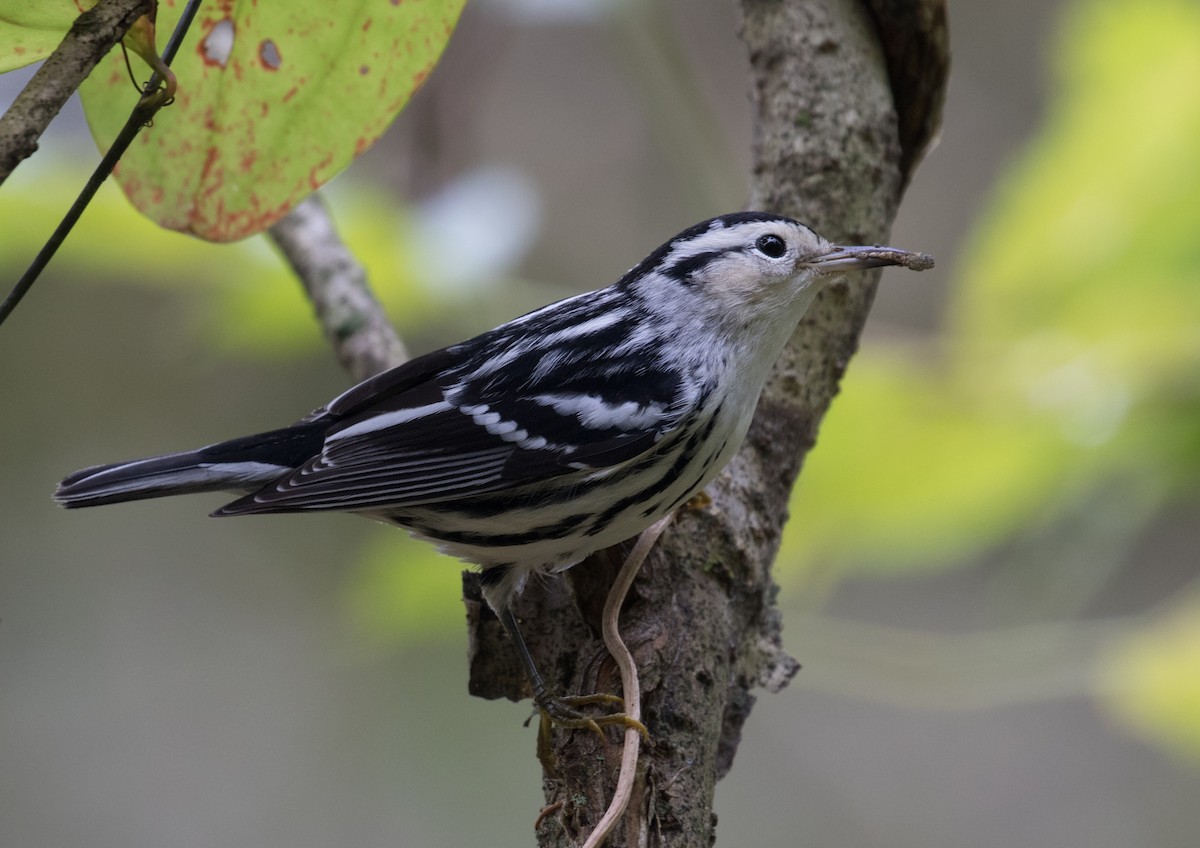 Black-and-white Warbler - ML609393960