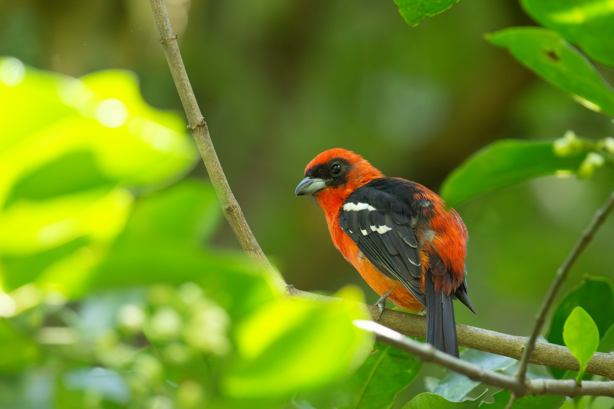 White-winged Tanager - ML609394139