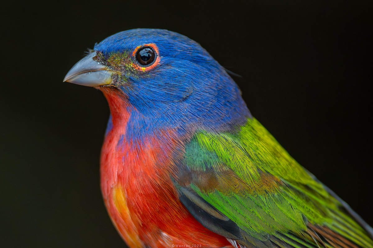 Painted Bunting - ML609394387