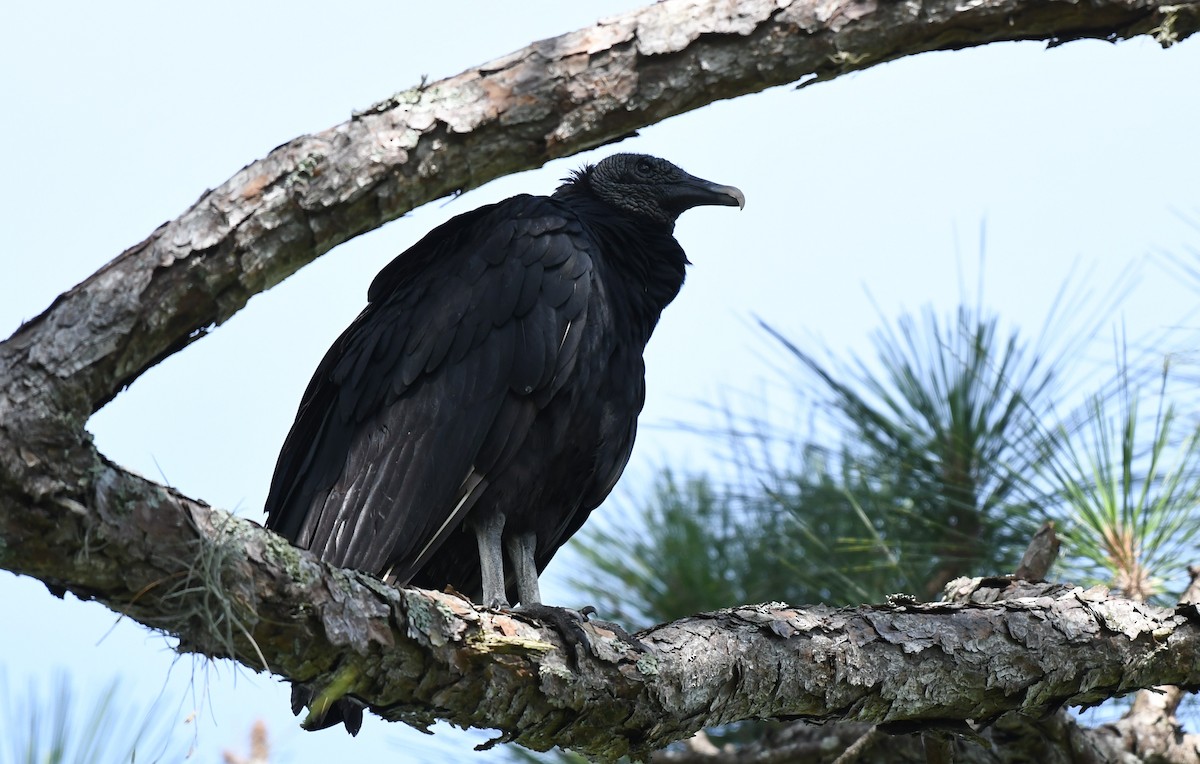Black Vulture - ML609394561