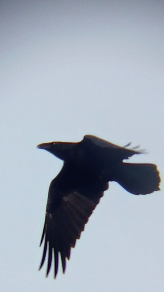 Common Raven - ML609394751