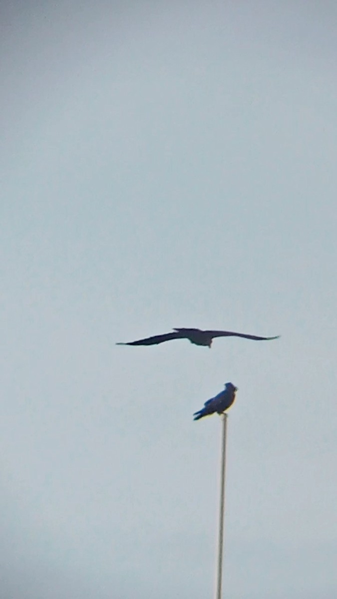 Common Raven - ML609394778