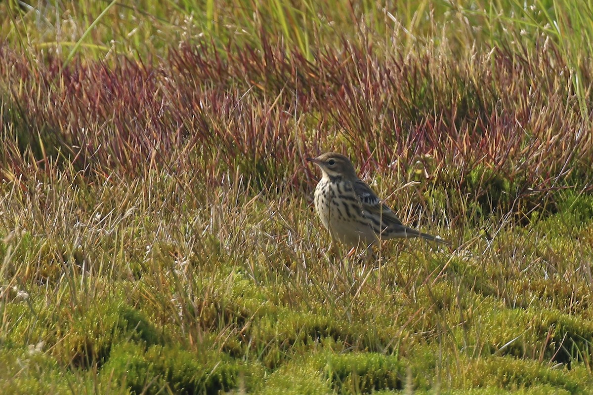 Red-throated Pipit - ML609394790