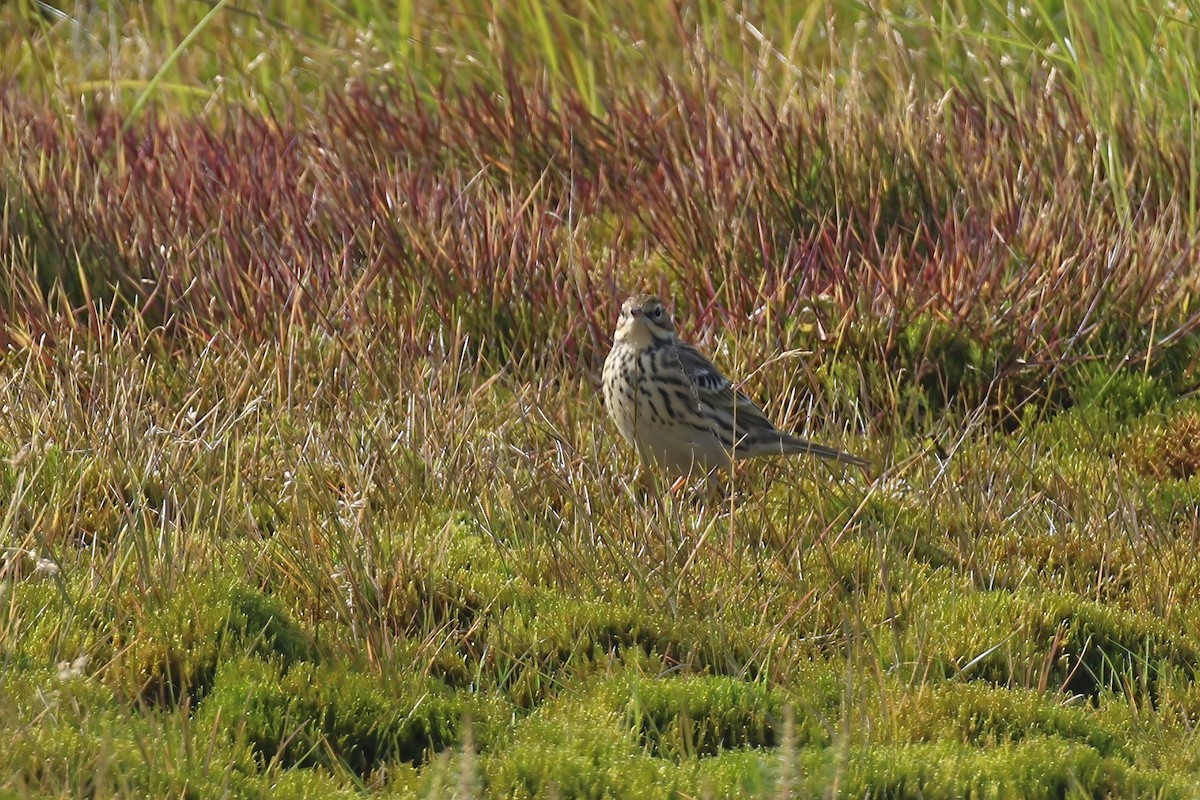 Red-throated Pipit - ML609394798