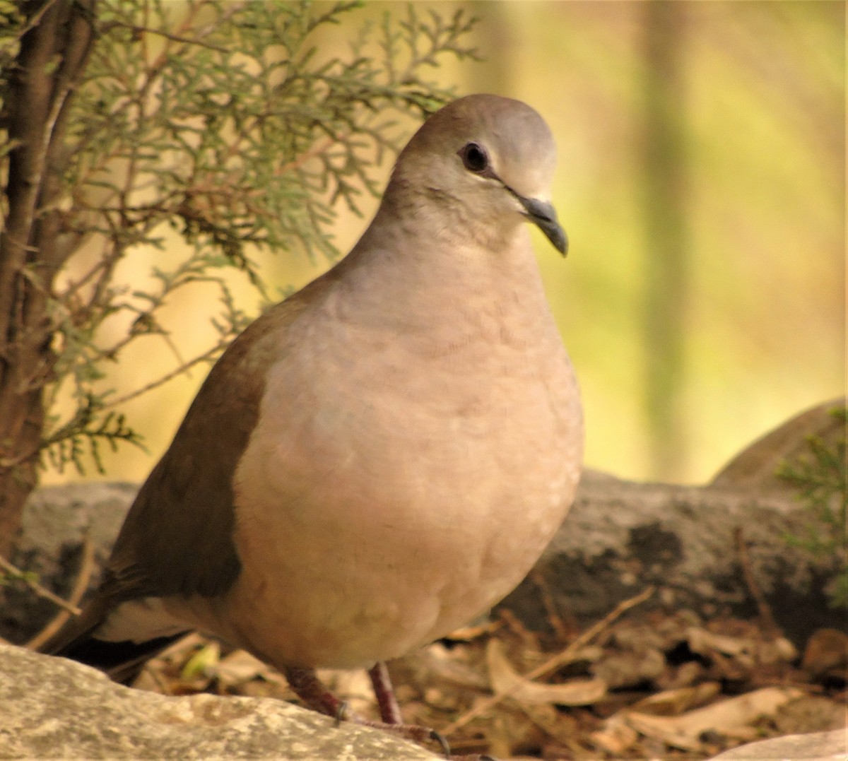 Large-tailed Dove - ML609395212