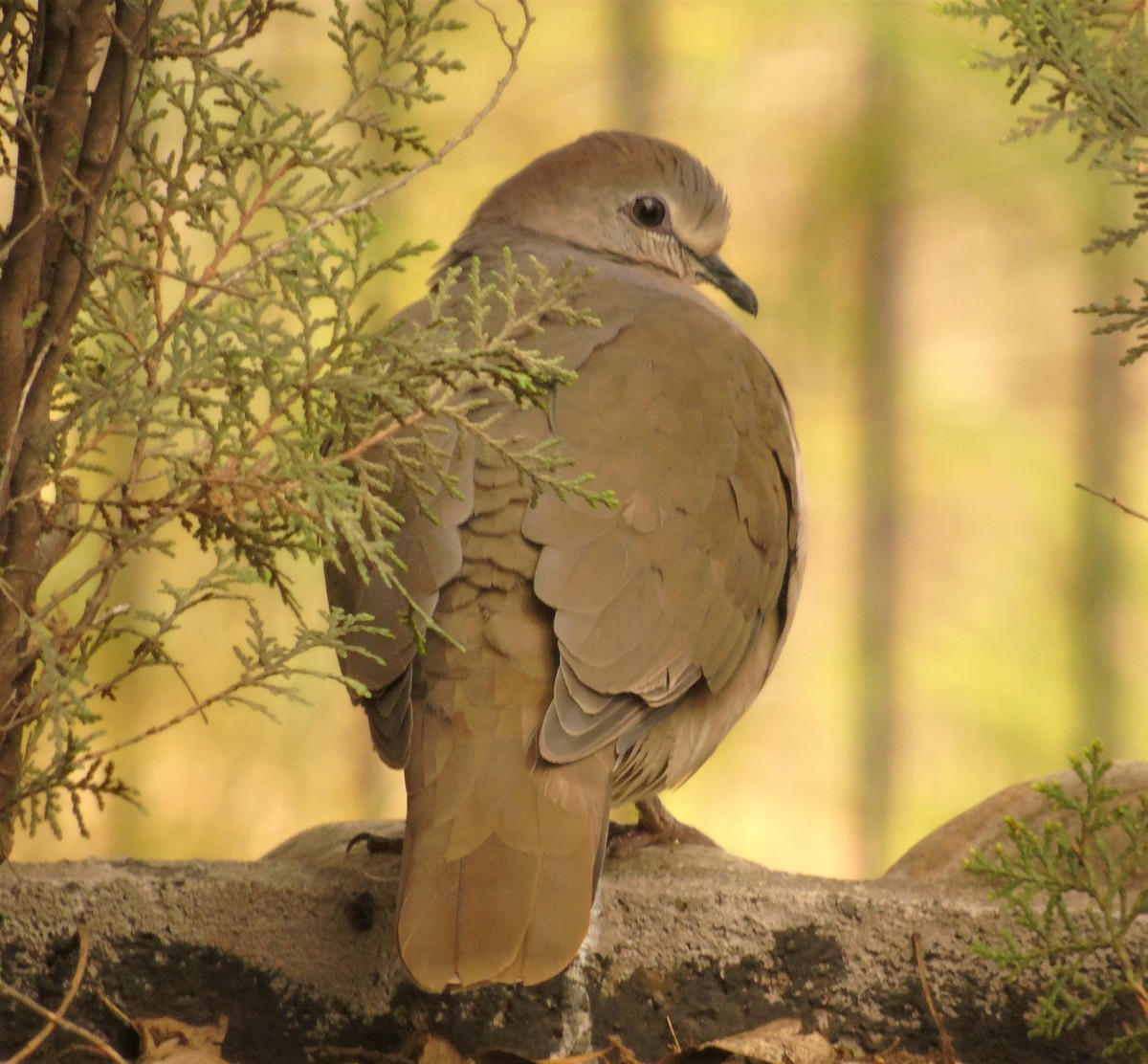 Large-tailed Dove - Oliver Kohler