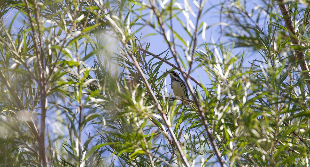 Black-throated Gray Warbler - ML609395489