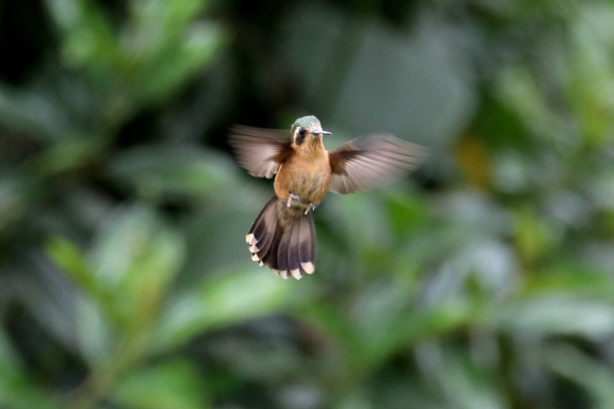 Speckled Hummingbird - ML609395513