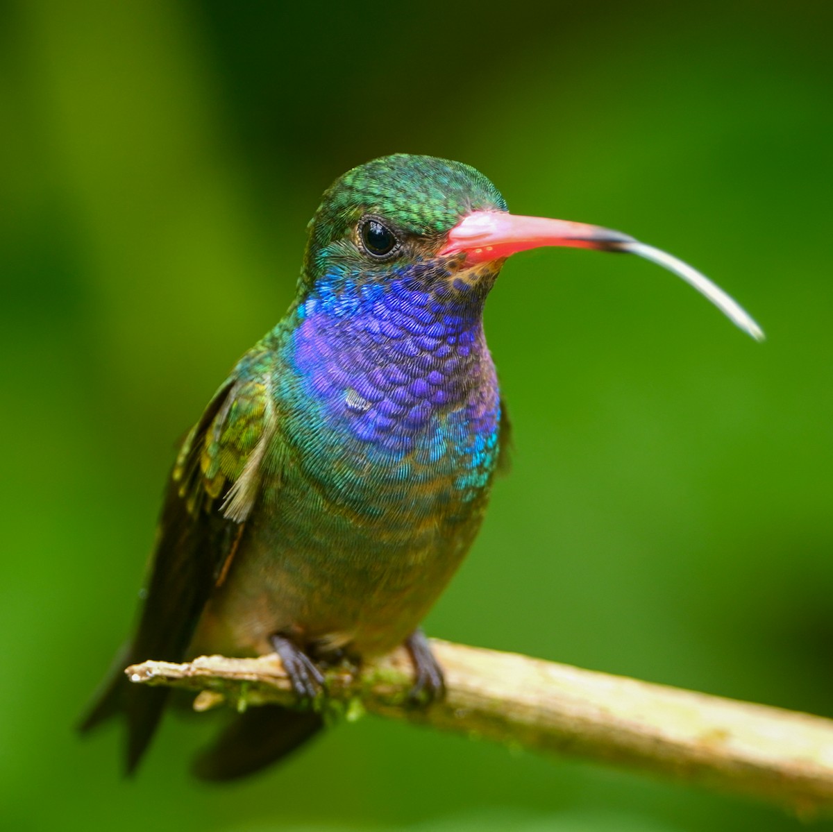 Blue-throated Goldentail - ML609395539