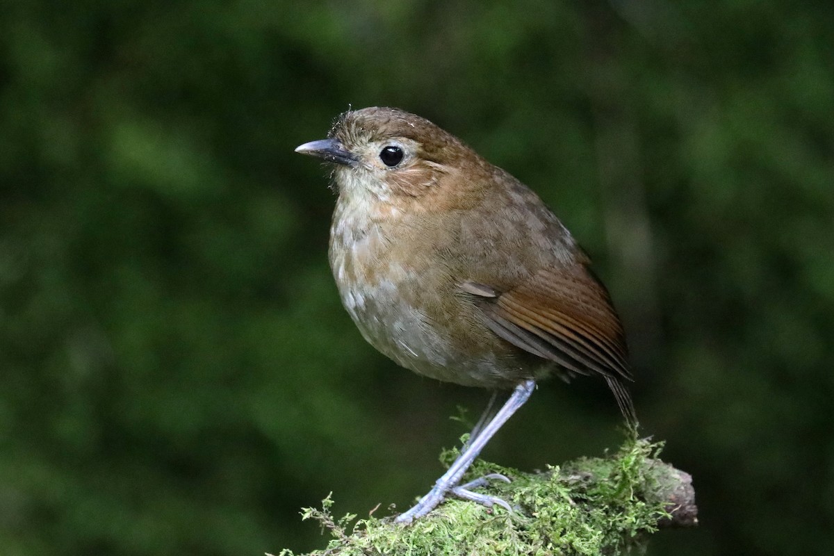 Brown-banded Antpitta - ML609395550