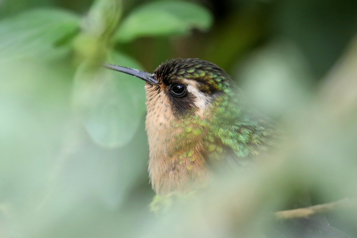 Speckled Hummingbird - ML609395586