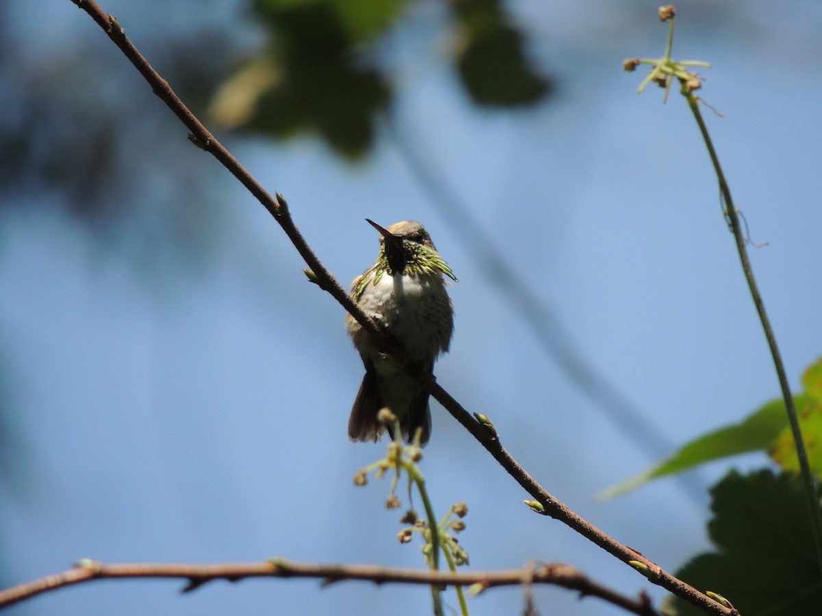 Calliope Hummingbird - ML609395629
