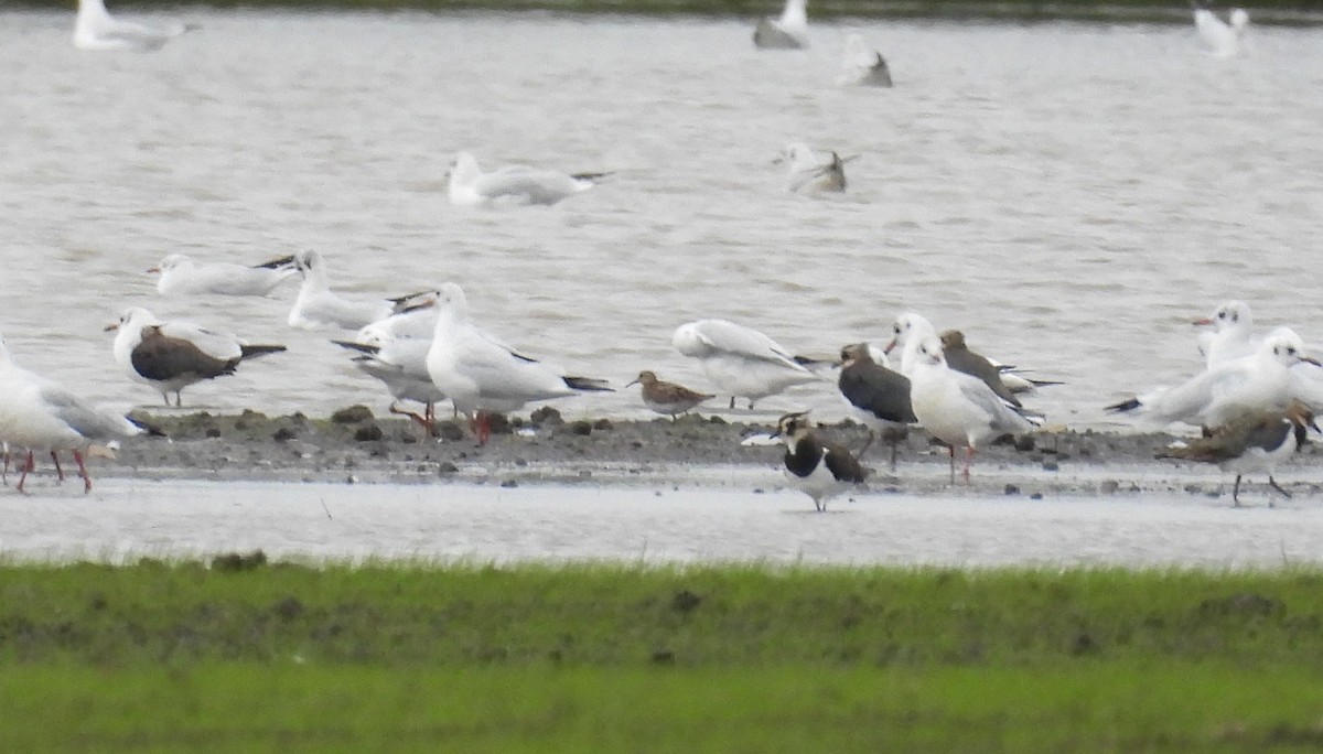 Pectoral Sandpiper - ML609395647