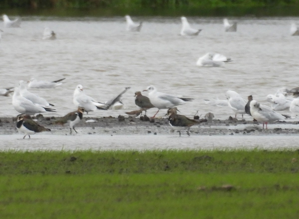 Pectoral Sandpiper - ML609395648