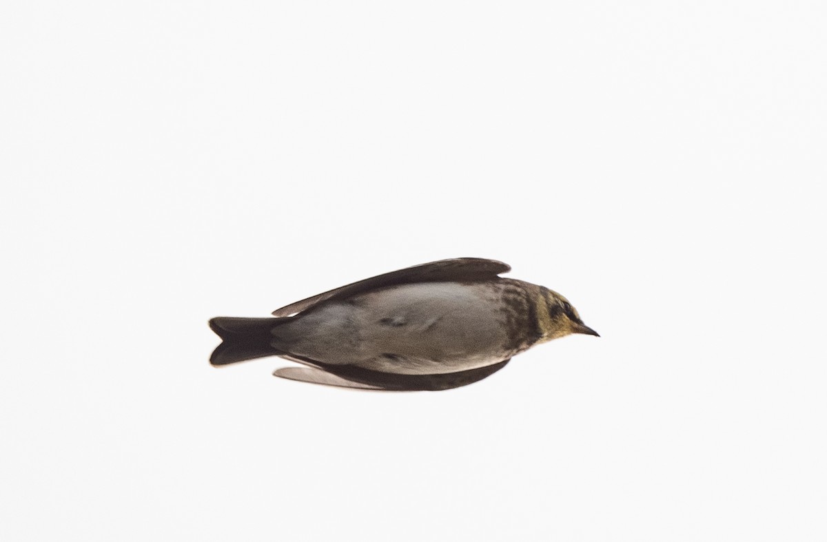 Horned Lark - ML609395906