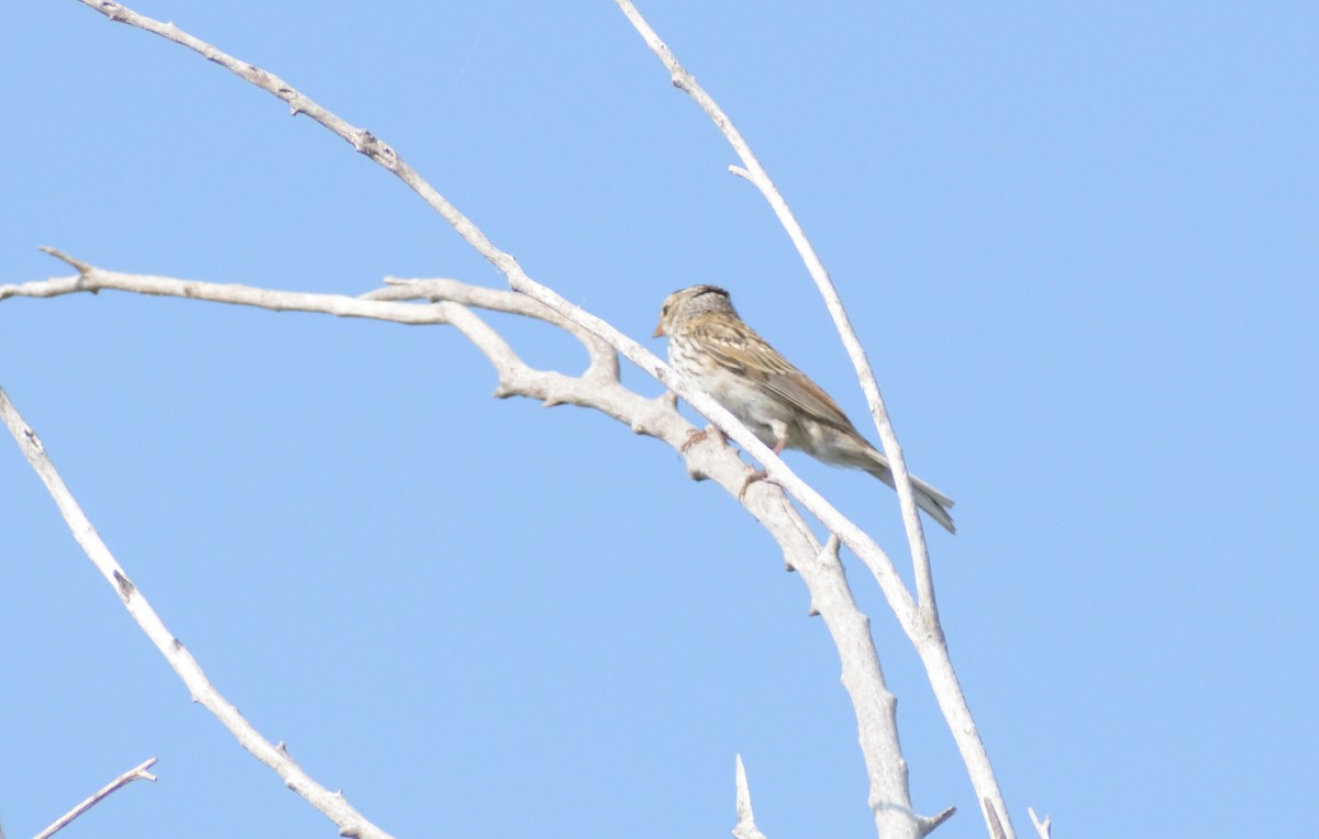 Chipping Sparrow - ML609396072