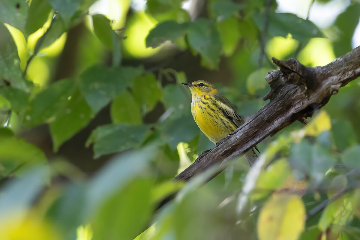 Cape May Warbler - ML609396099