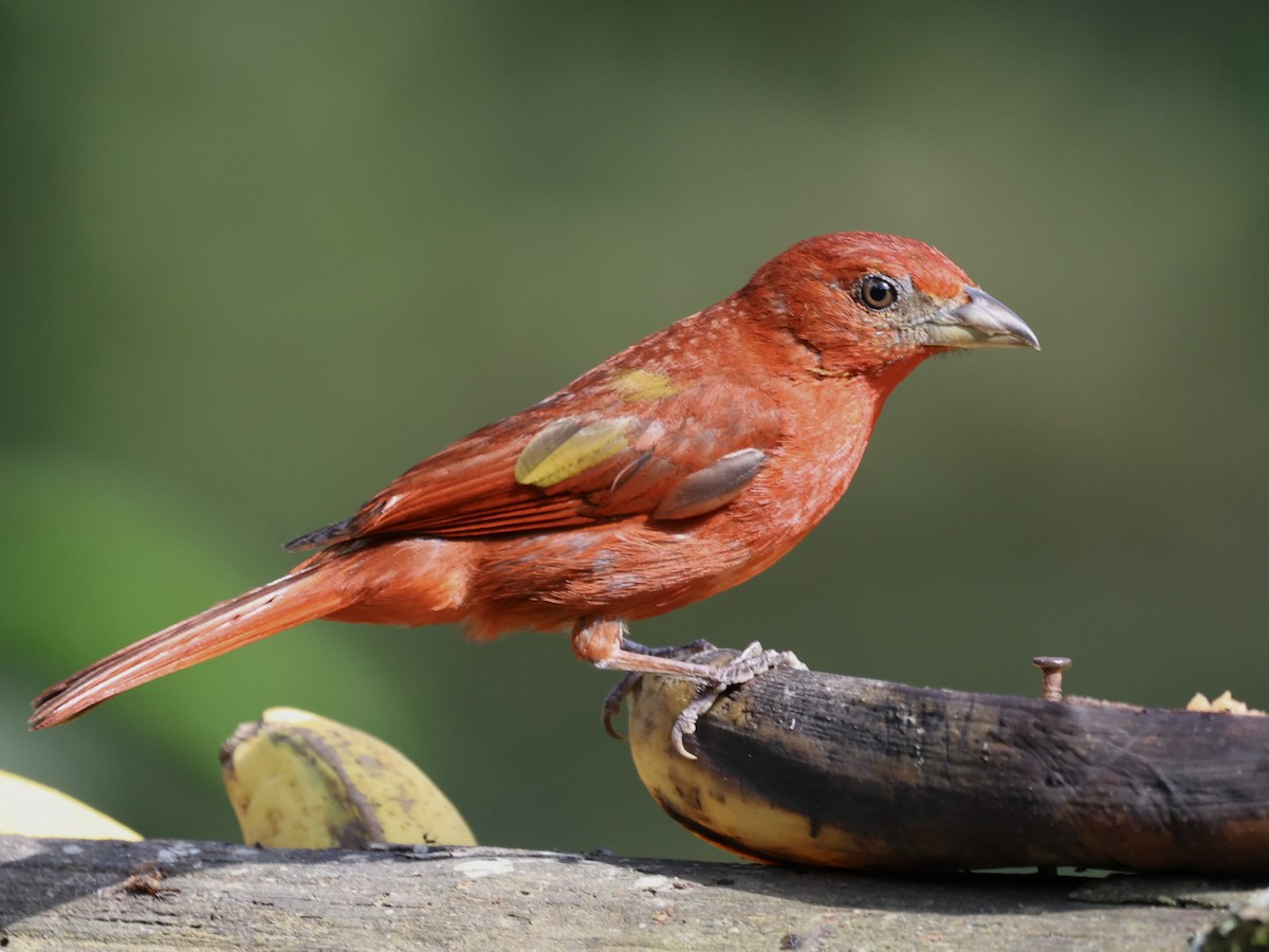 Hepatic Tanager (Highland) - ML609396370