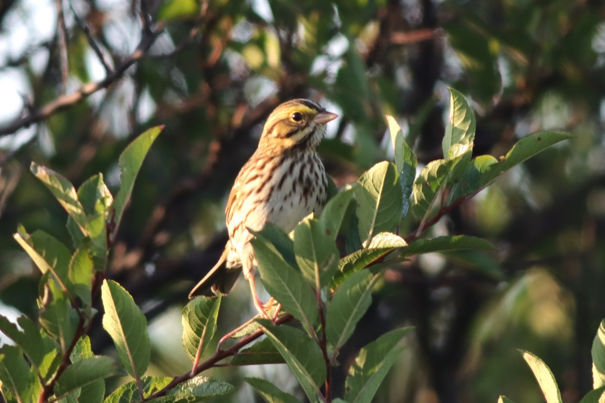 Savannah Sparrow - ML609396409