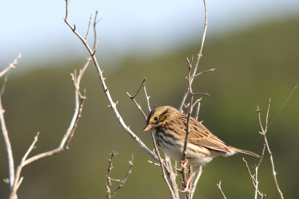 Savannah Sparrow - ML609396410