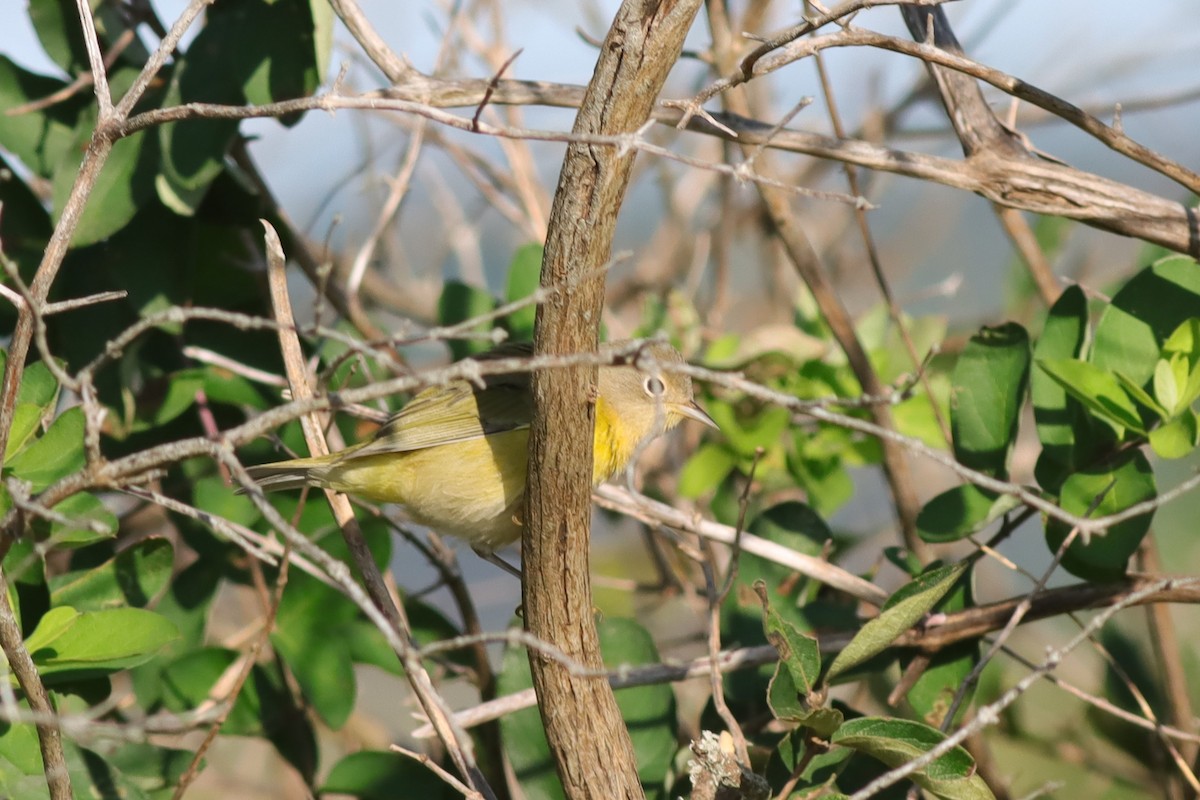 Nashville Warbler - ML609396507