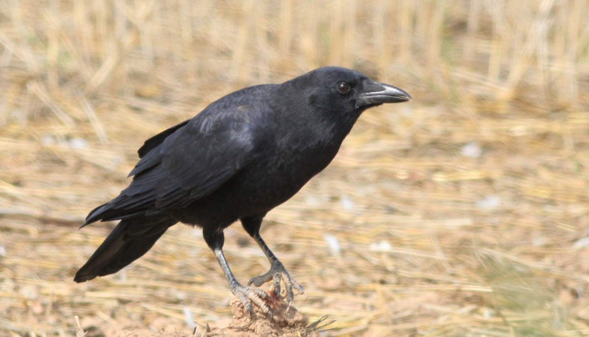 American Crow - ML609396664