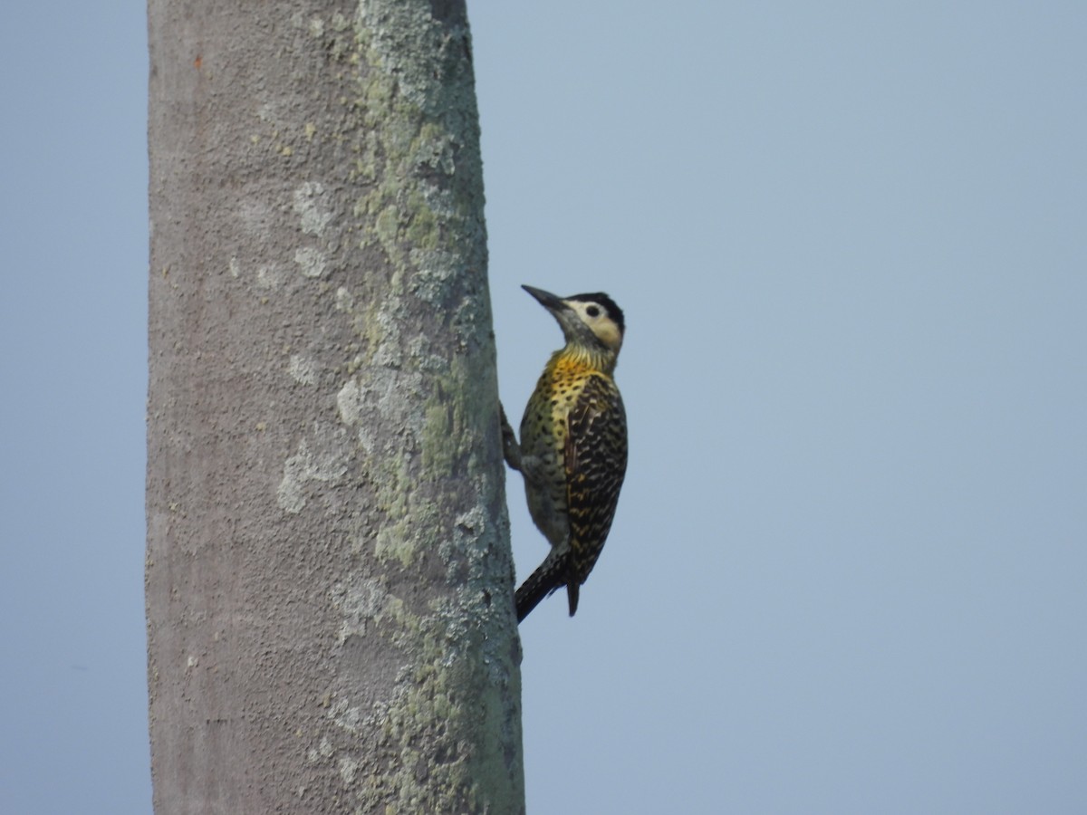 Green-barred Woodpecker - ML609396725