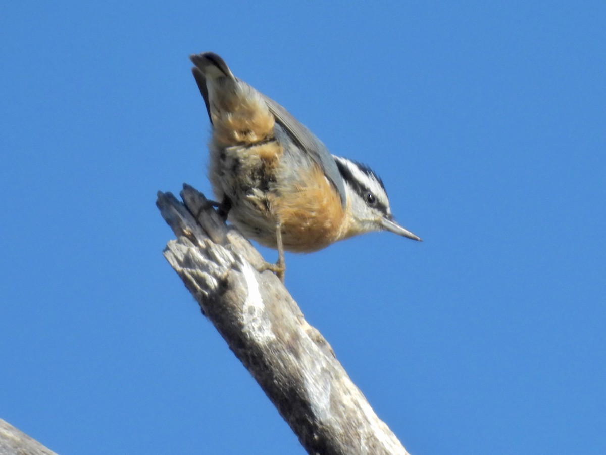 Red-breasted Nuthatch - ML609396851