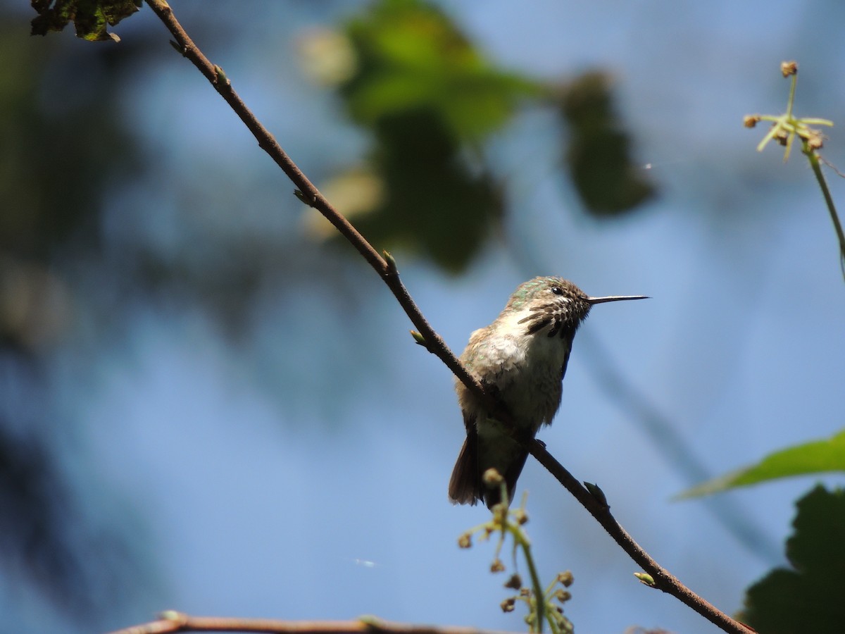 Calliope Hummingbird - ML609397124