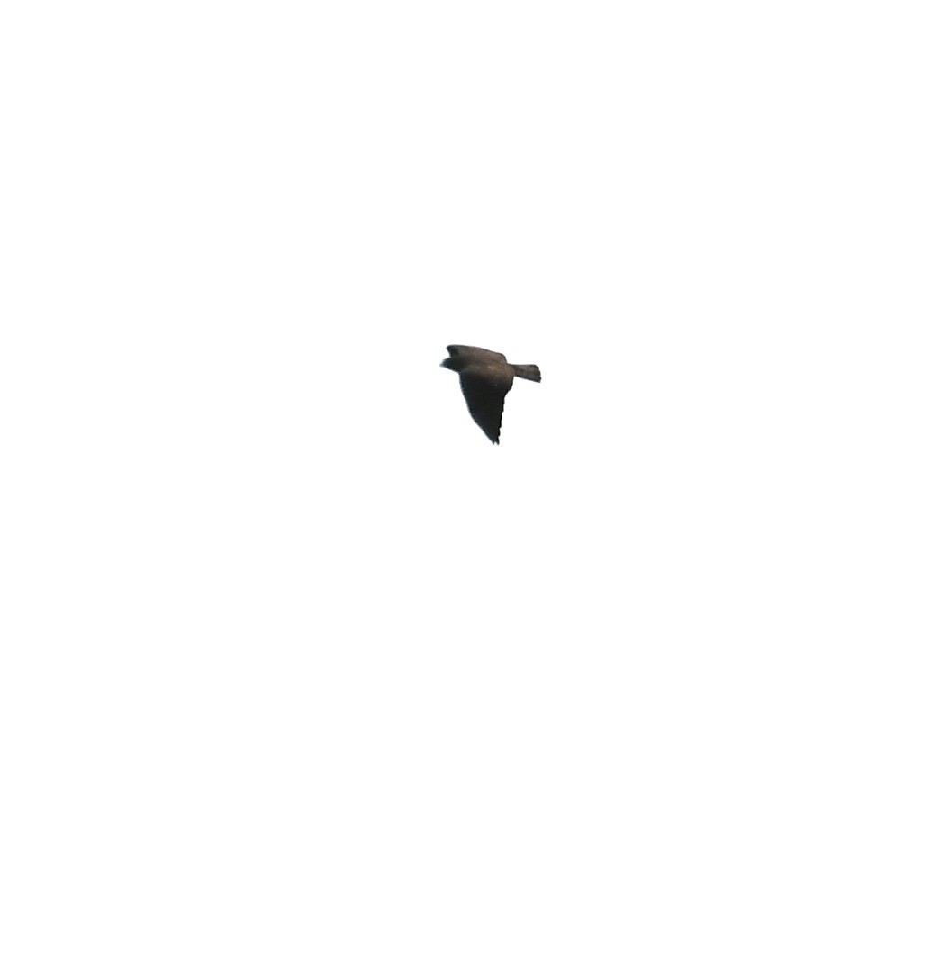 Short-tailed Hawk - ML609397538