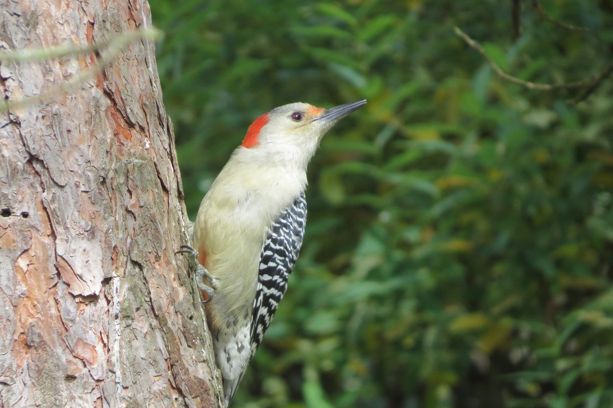 Red-bellied Woodpecker - ML609397545