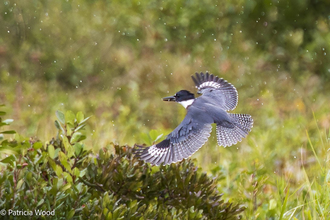 Belted Kingfisher - ML609397663