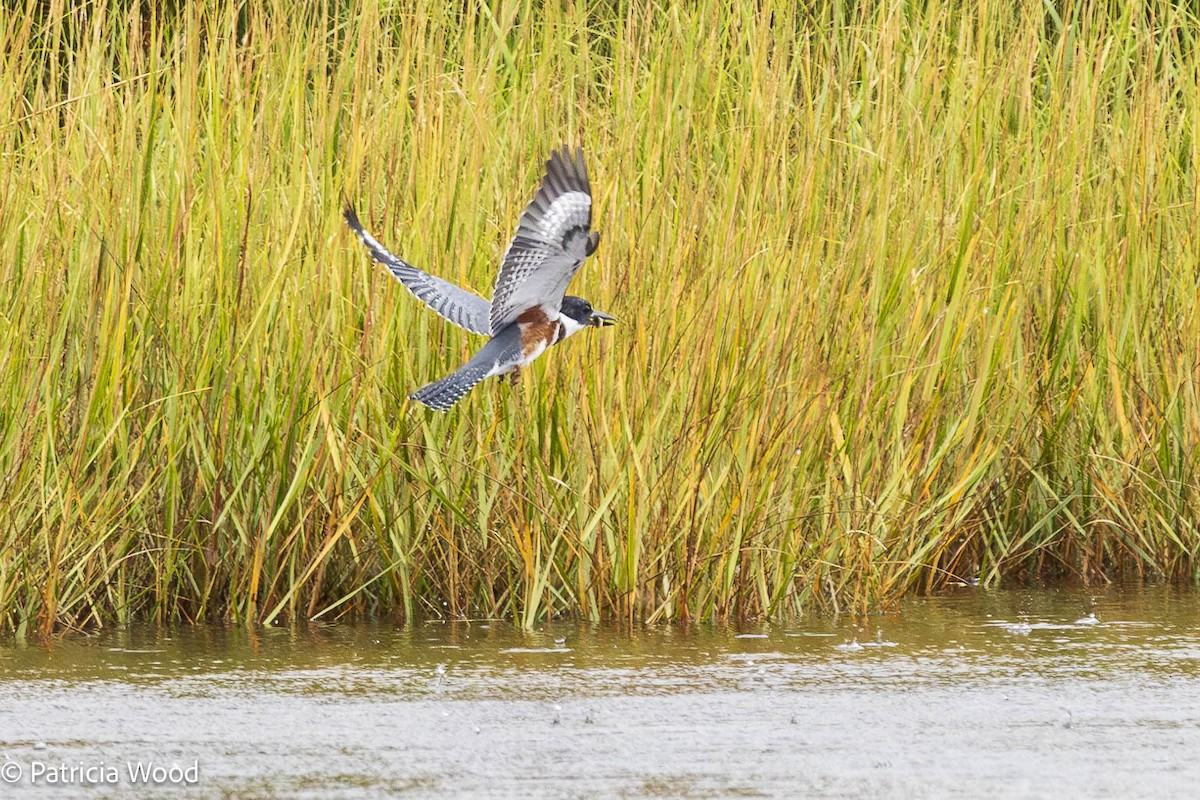 Belted Kingfisher - ML609397665