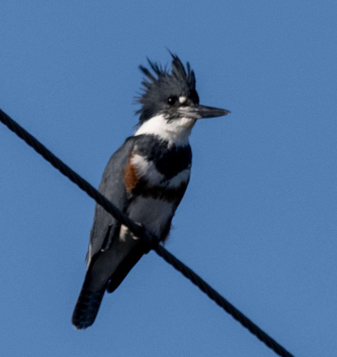 Belted Kingfisher - ML609397796