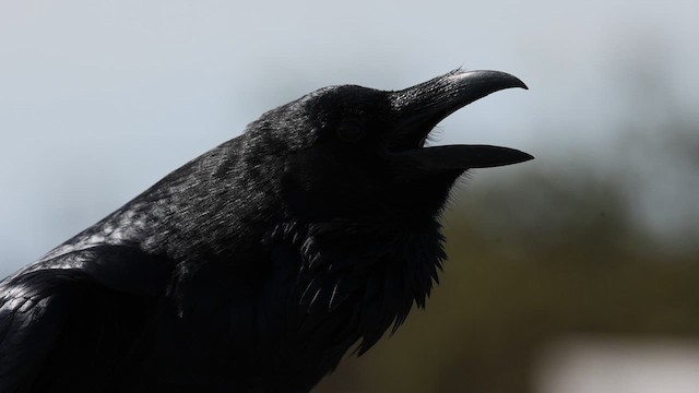 Common Raven - ML609397901