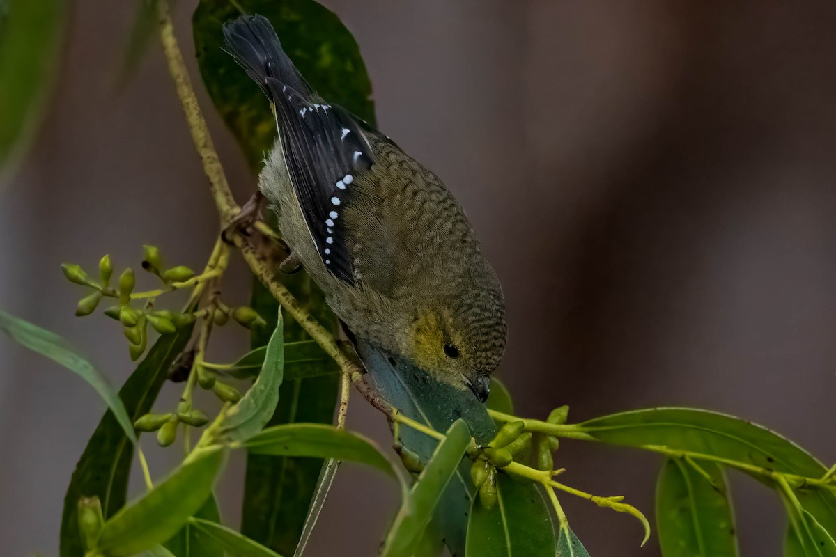 Forty-spotted Pardalote - Terence Alexander
