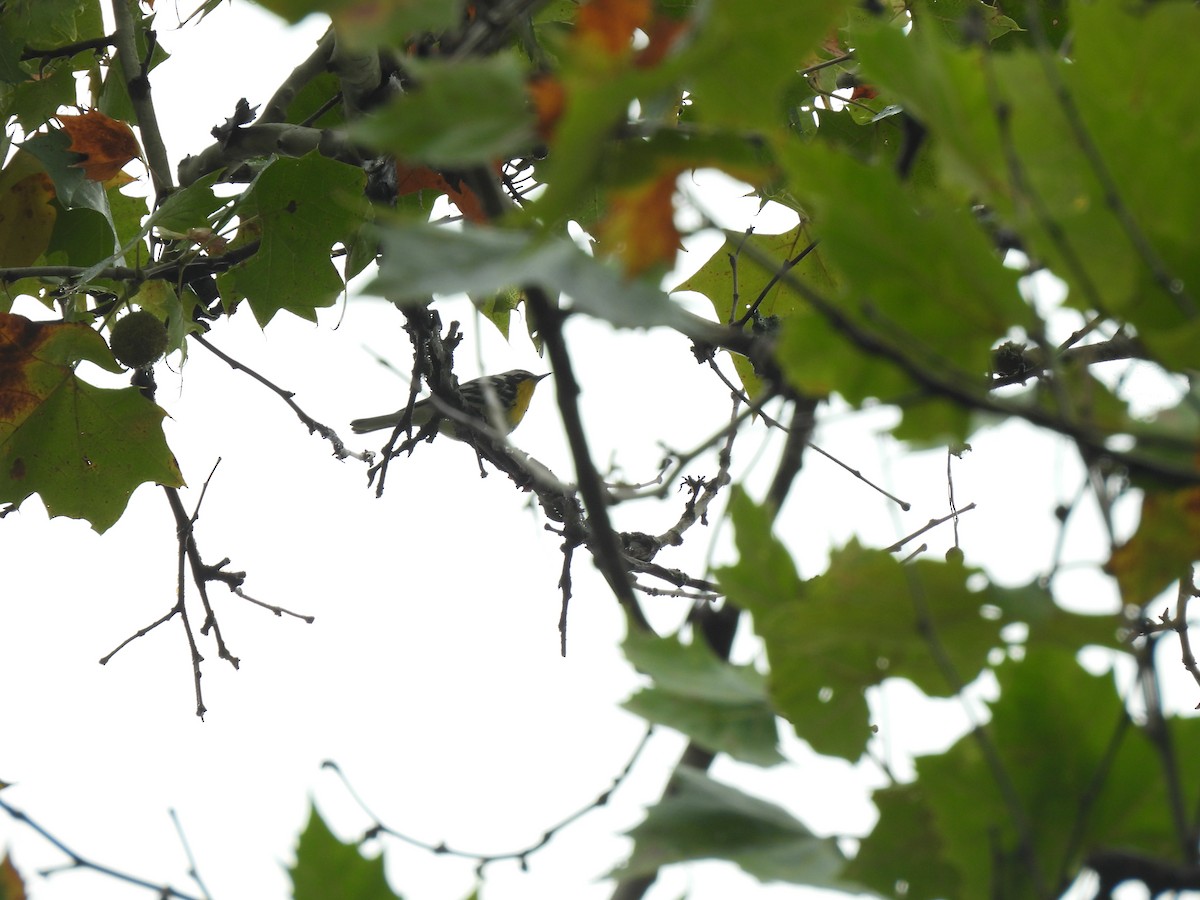 Yellow-throated Warbler - ML609397936