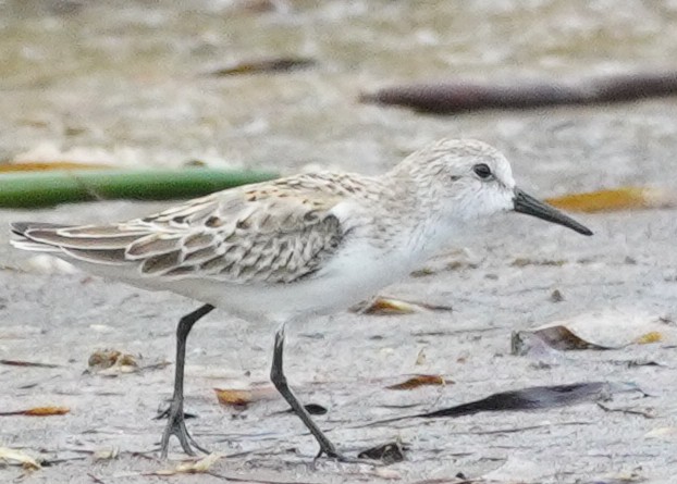 Western Sandpiper - ML609398385