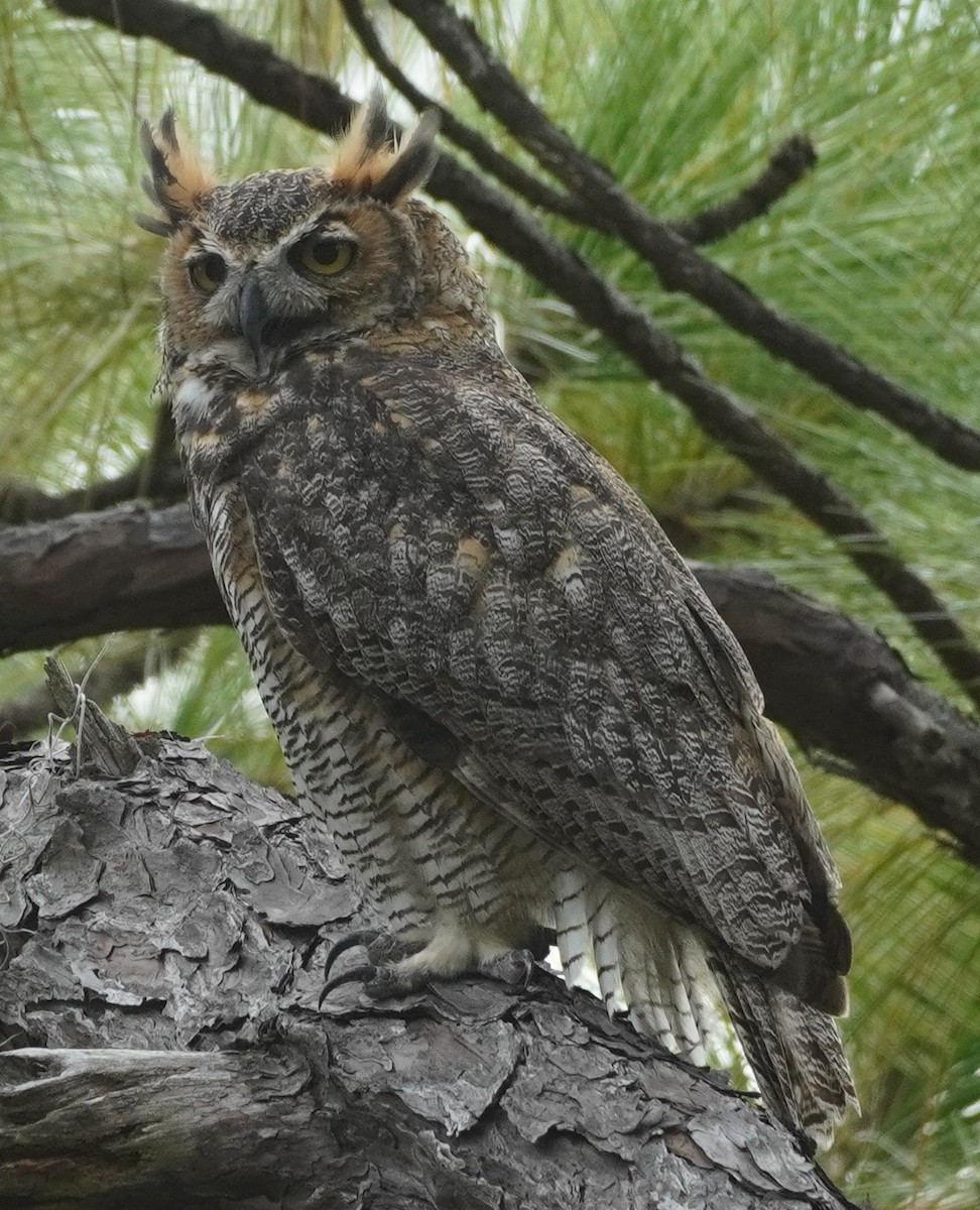 Great Horned Owl - ML609398529