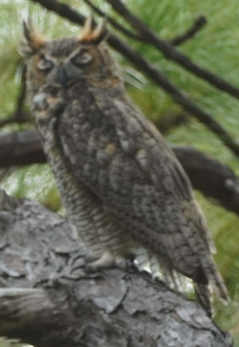 Great Horned Owl - ML609398541