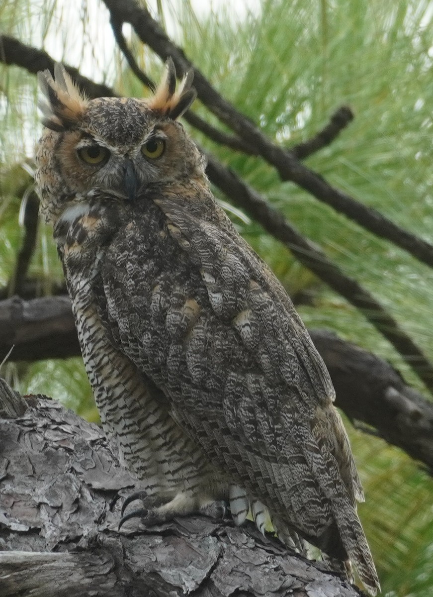 Great Horned Owl - ML609398569