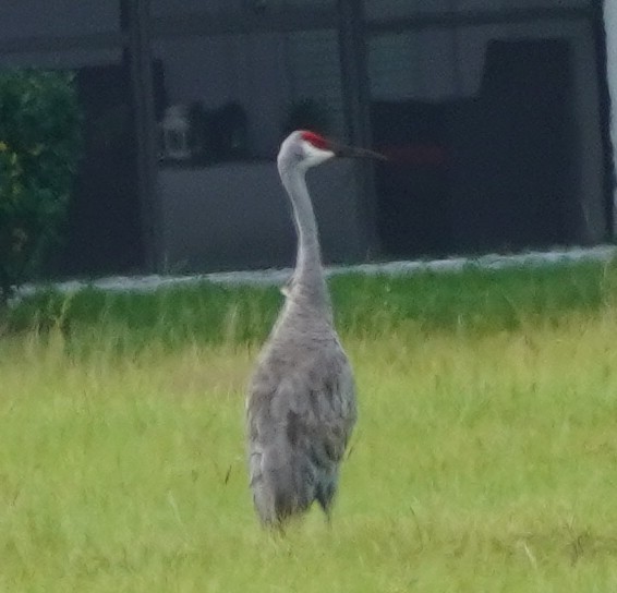 Sandhill Crane - ML609398725