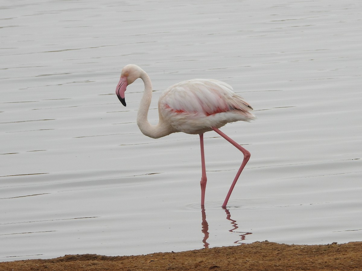 Greater Flamingo - ML609398814