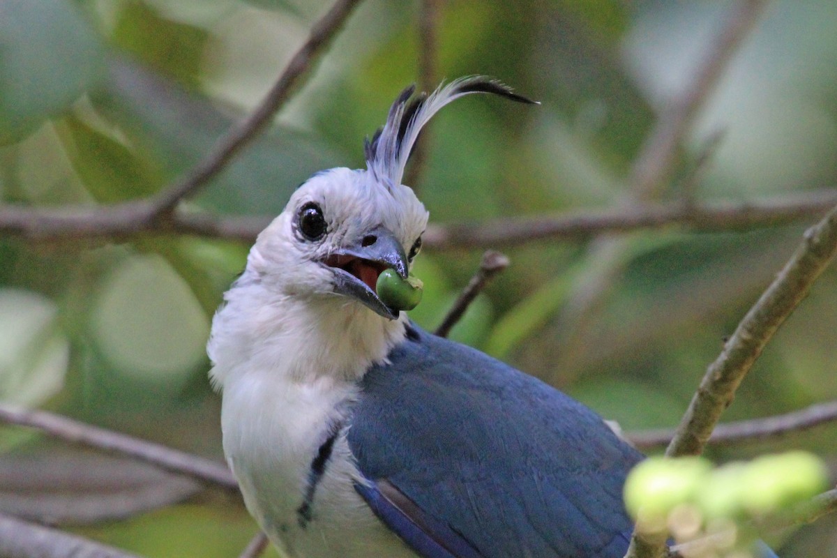 White-throated Magpie-Jay - ML609398977