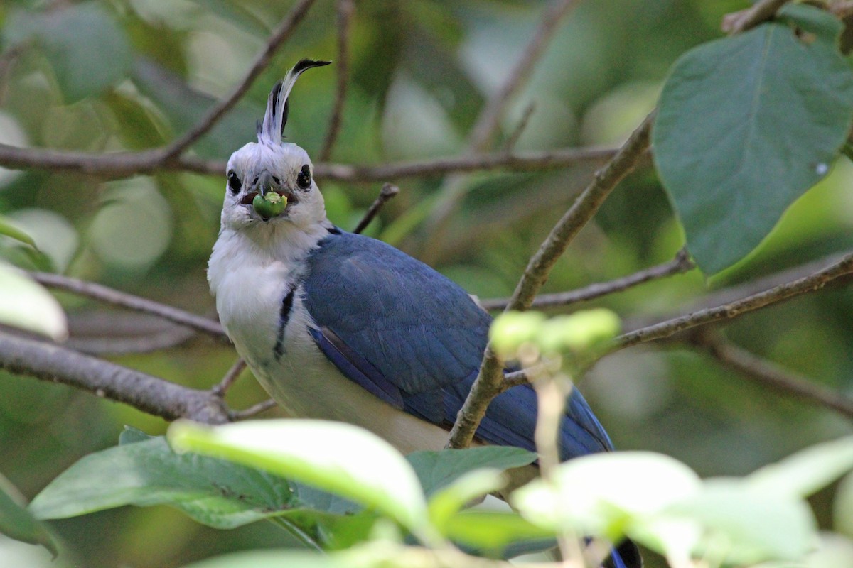 White-throated Magpie-Jay - ML609398979