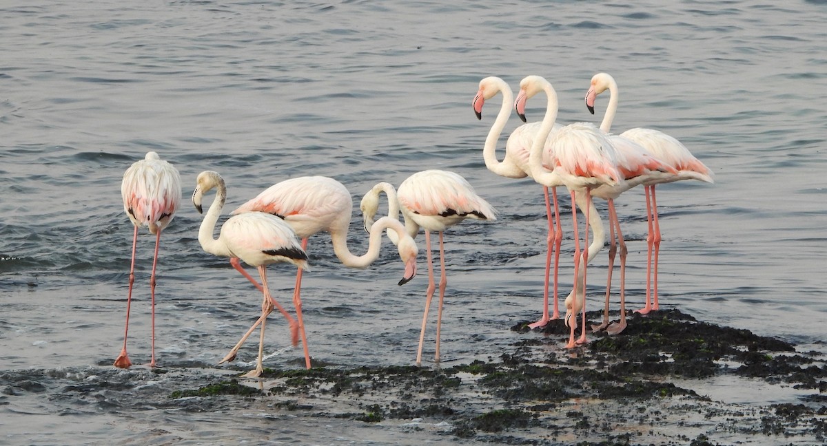 Greater Flamingo - ML609399492