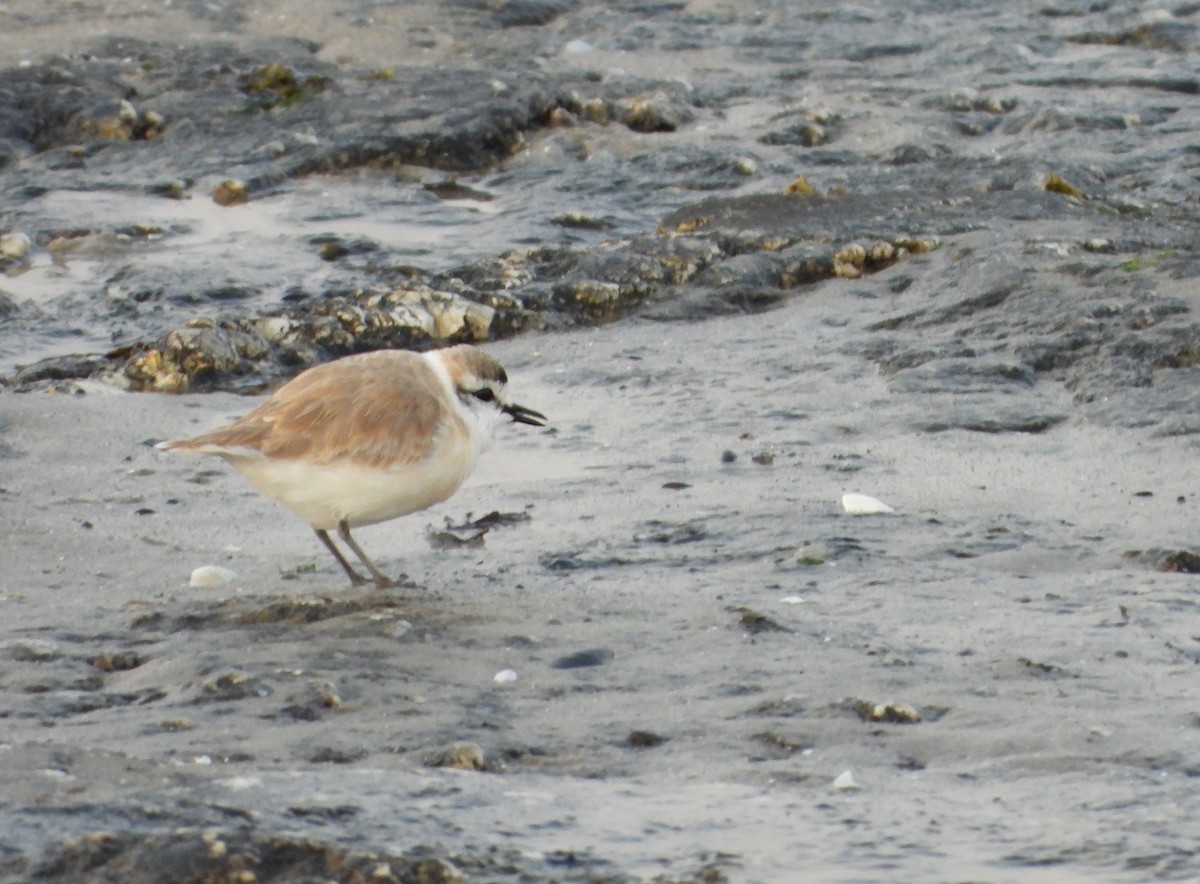 White-fronted Plover - ML609399518