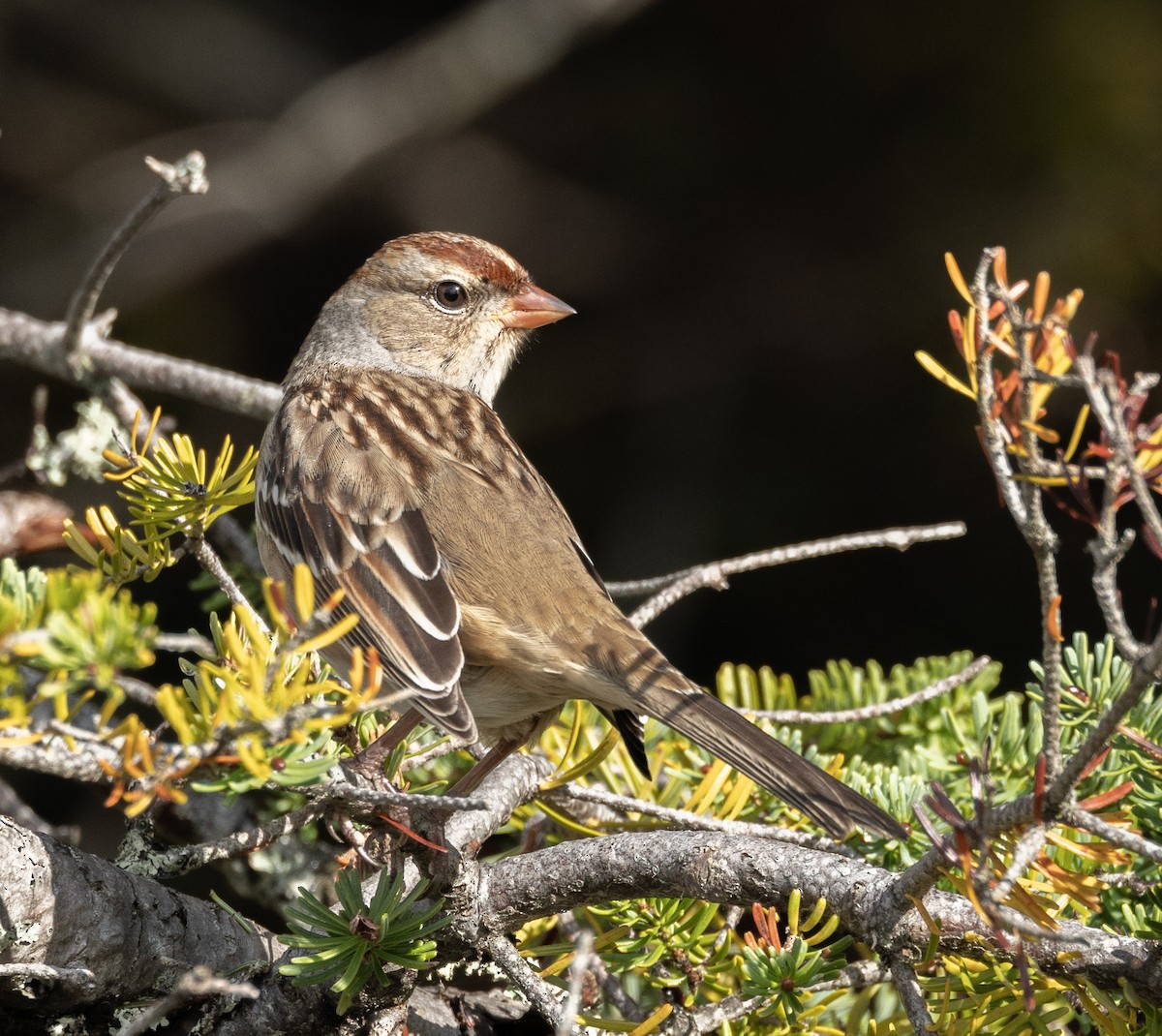 White-crowned Sparrow - ML609399593