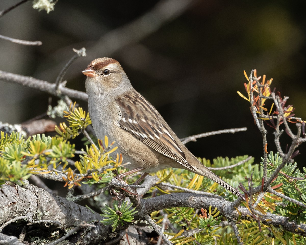 White-crowned Sparrow - Sylvie Martel / Gaétan Giroux